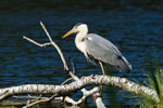 Czapla siwa (Ardea cinerea)