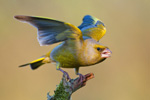 Dzwoniec - samiec (Carduelis chloris)