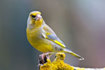 Dzwoniec (Carduelis chloris)