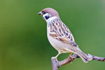 Mazurek (Passer montanus)