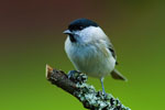 Sikorka Uboga (Parus palustris)