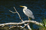 Czapla siwa (Ardea cinerea)