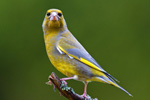 Dzwoniec - samiec (Carduelis chloris)