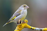 Dzwoniec (Carduelis chloris)