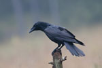 Kruk (Corvus corax)