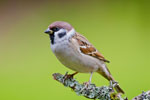 Mazurek (Passer montanus)