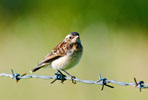 Poklskwa (Saxicola rubetra)