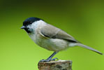 Sikorka Uboga (Parus palustris)