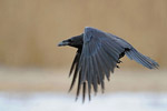 Kruk (Corvus corax)