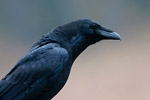 Kruk (Corvus corax)