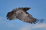 Kruk (Corvus corax)