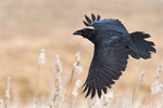 Kruk (Corvus corax)