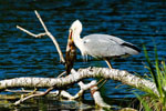 Czapla siwa (Ardea cinerea)