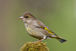 Dzwoniec - samica (Carduelis chloris)