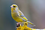 Dzwoniec (Carduelis chloris)