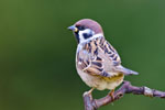 Mazurek (Passer montanus)