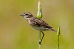 Poklskwa (Saxicola rubetra)