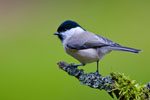 Sikorka Uboga (Parus palustris)