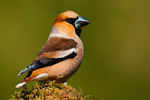 Grubodzib (Coccothraustes coccothraustes)