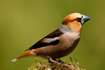 Grubodzib (Coccothraustes coccothraustes)