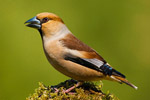 Grubodzib (Coccothraustes coccothraustes)