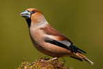 Grubodzib (Coccothraustes coccothraustes)