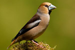 Grubodzib (Coccothraustes coccothraustes)