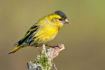 Czy - samiec (Carduelis spinus)