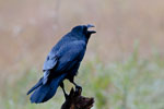 Kruk (Corvus corax)