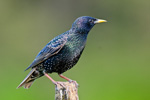 Szpak (Sturnus vulgaris)