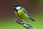 Sikorka Bogatka (Parus major)