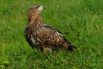 Bielik (Haliaeetus albicilla)