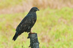 Myszow (Buteo buteo)