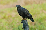 Myszow (Buteo buteo)