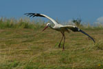 Bocian biay (Ciconia ciconia)