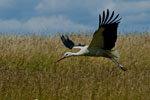 Bocian biay (Ciconia ciconia)