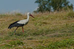 Bocian biay (Ciconia ciconia)