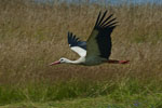 Bocian biay (Ciconia ciconia)