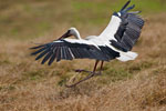 Bocian biay (Ciconia ciconia)