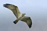 Rybow (Pandion haliaetus)