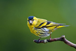 Czy - samiec (Carduelis spinus)