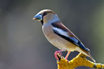 Grubodzib (Coccothraustes coccothraustes)