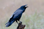 Kruk (Corvus corax)