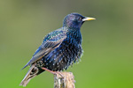 Szpak (Sturnus vulgaris)