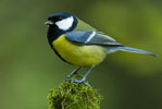 Sikorka Bogatka (Parus major)