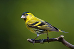 Czy - samiec (Carduelis spinus)