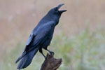 Kruk (Corvus corax)