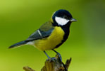 Sikorka Bogatka (Parus major)