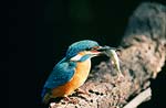 Zimorodek (Alcedo atthis)