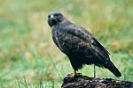 Myszow (Buteo buteo)